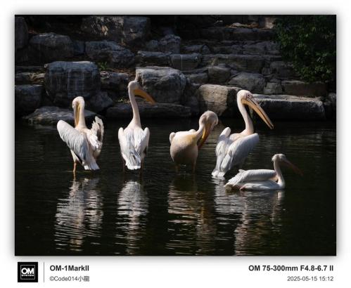 鹈鹕的英文，鹈鹕英文怎么读发音？